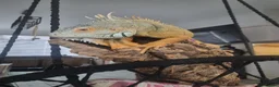 Iguana reptiles for sale: Iguana - Advert 1