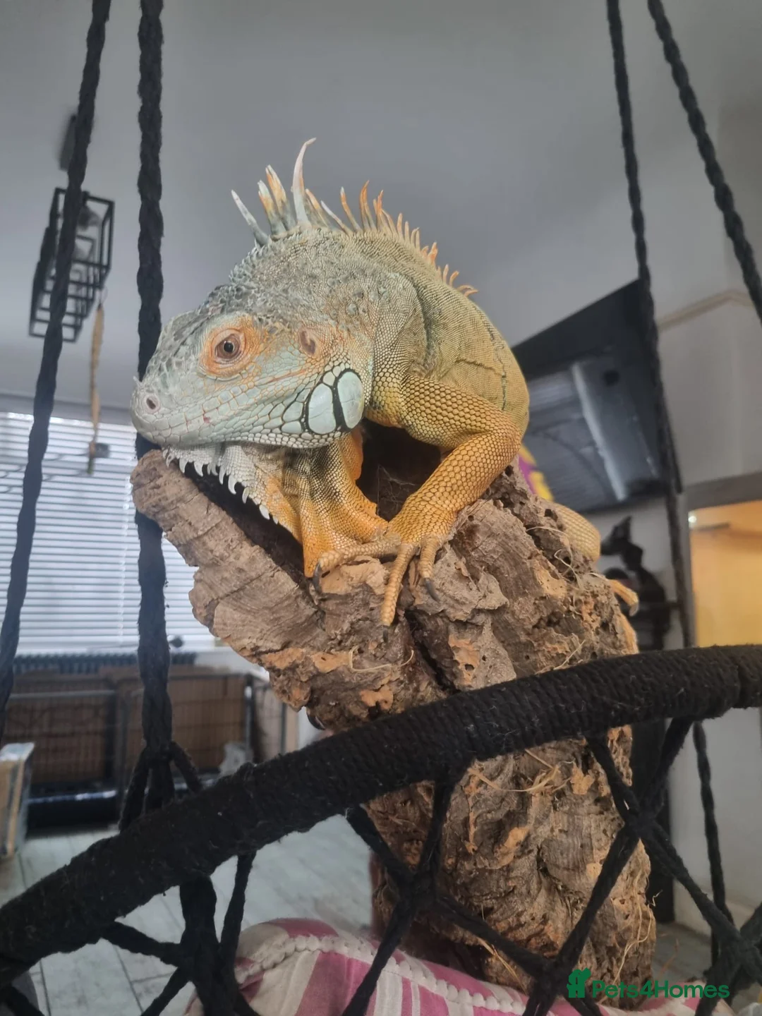 Iguana reptiles for sale: Iguana - Advert 1