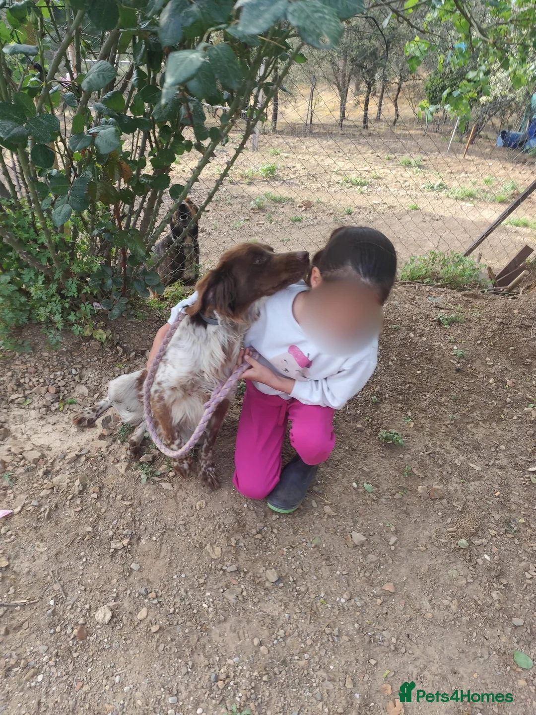 Brittany Spaniel dogs for adoption: Fantastic Catarella in Romford/Essex border in Romford - Advert 4
