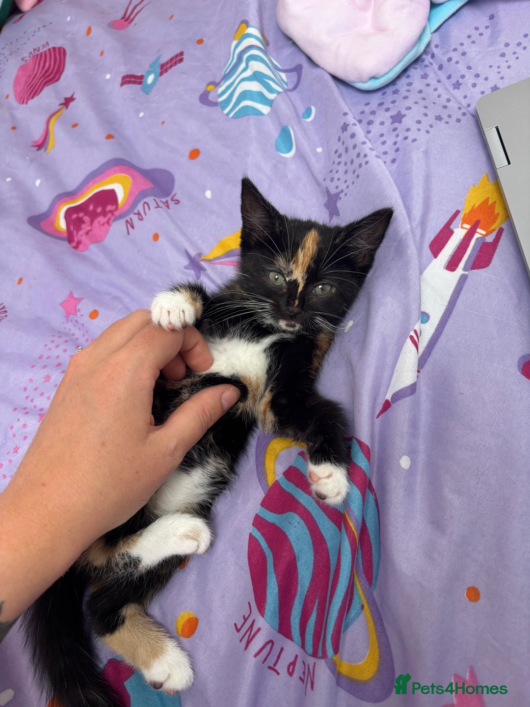 Mixed Breed cats for sale: Playful Female Kitten Ready for Her Forever Home - Image 6