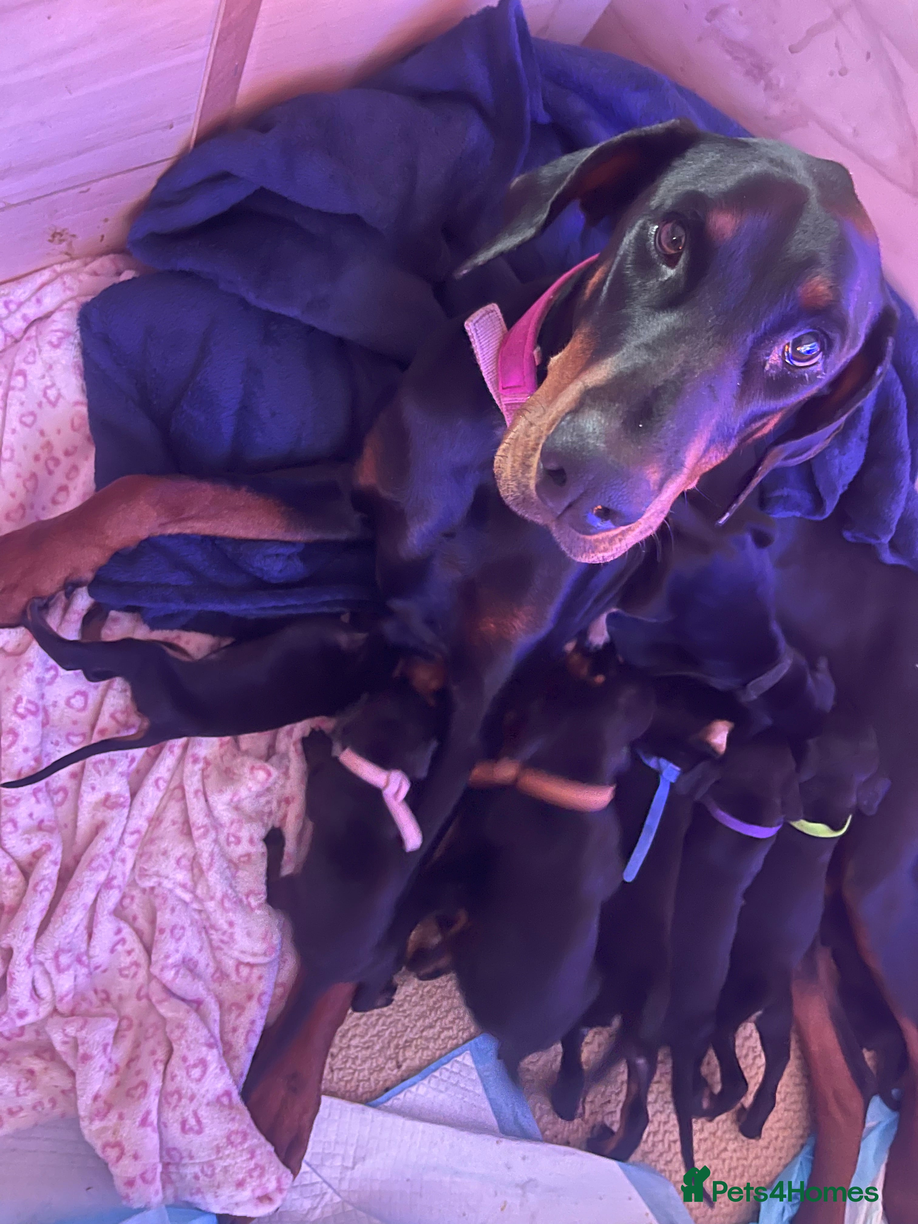 Dobermann dogs for sale: Doberman Puppies - Advert 1