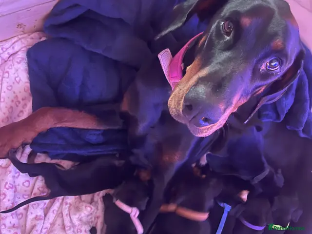 Dobermann dogs for sale: Doberman Puppies - Advert 8