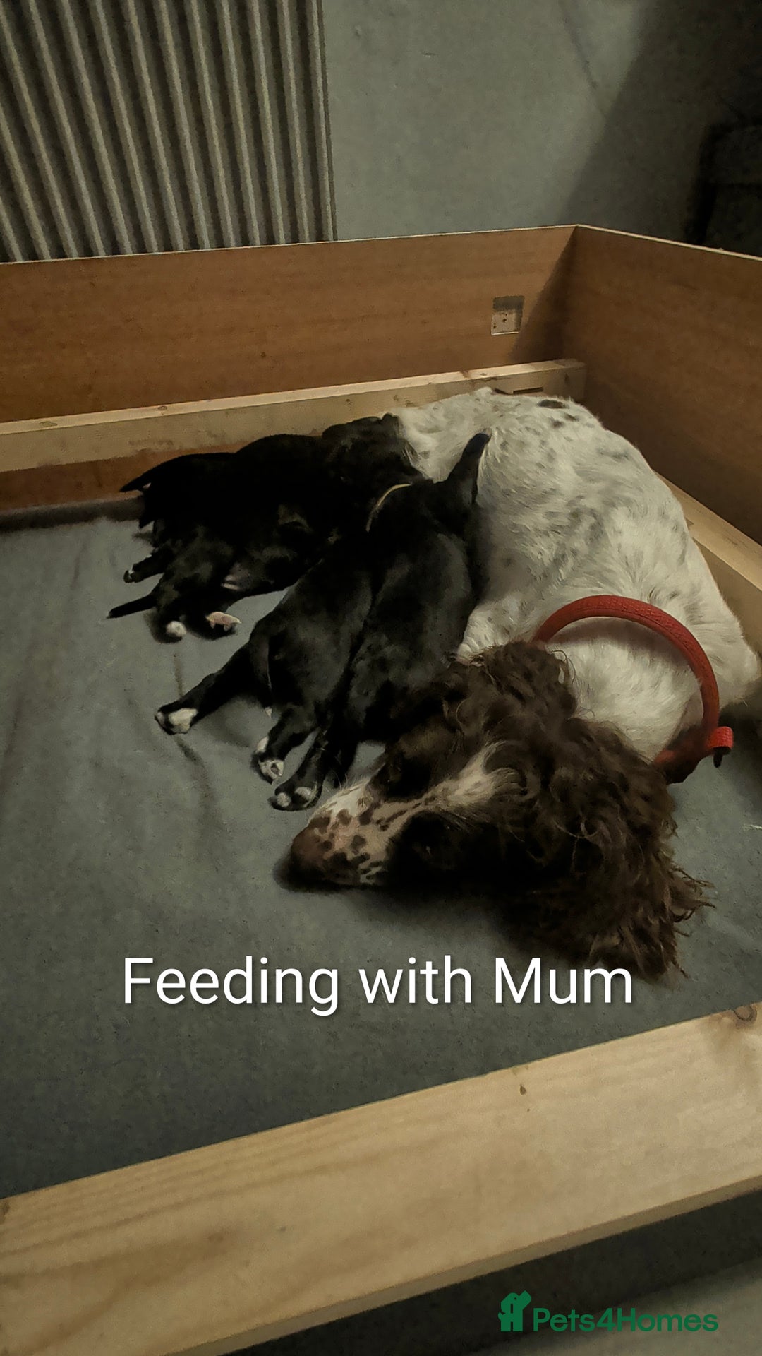 Sprocker dogs for sale: Chunky Sprocker Spaniel puppies - Advert 9