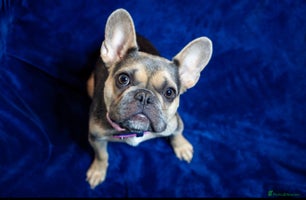 Mixed Breed dogs 🐶 Adorable F1 Frenchie x Cavapoo Pups 🐾 - Advert 16