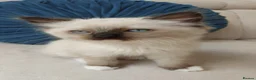 Ragdoll cats for sale: STUNNING Ragamese Kittens Ready to Leave - Advert 20