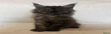 Maine Coon 2