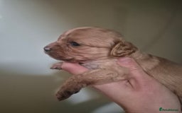 Cavapoo dogs for sale: Cavapoo babies - ready end nov - Image 5