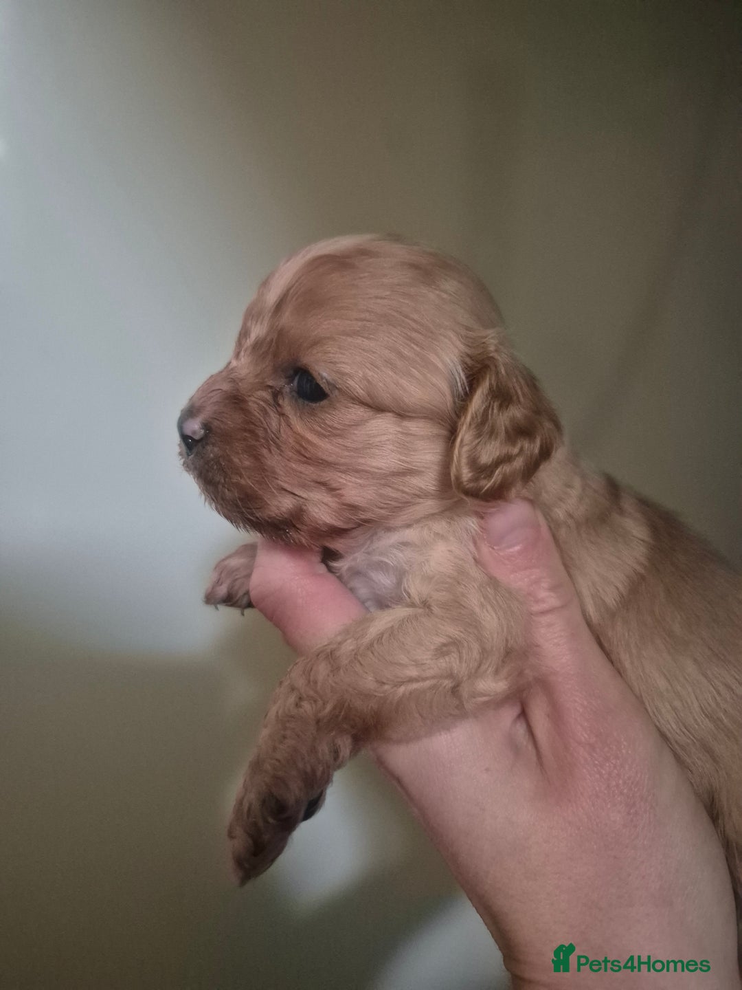 Cavapoo dogs for sale: Cavapoo babies - ready end nov - Image 5