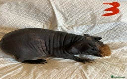 Guinea Pig rodents for sale: Skinny pig and smooth haired Guinea pigs - Image 4