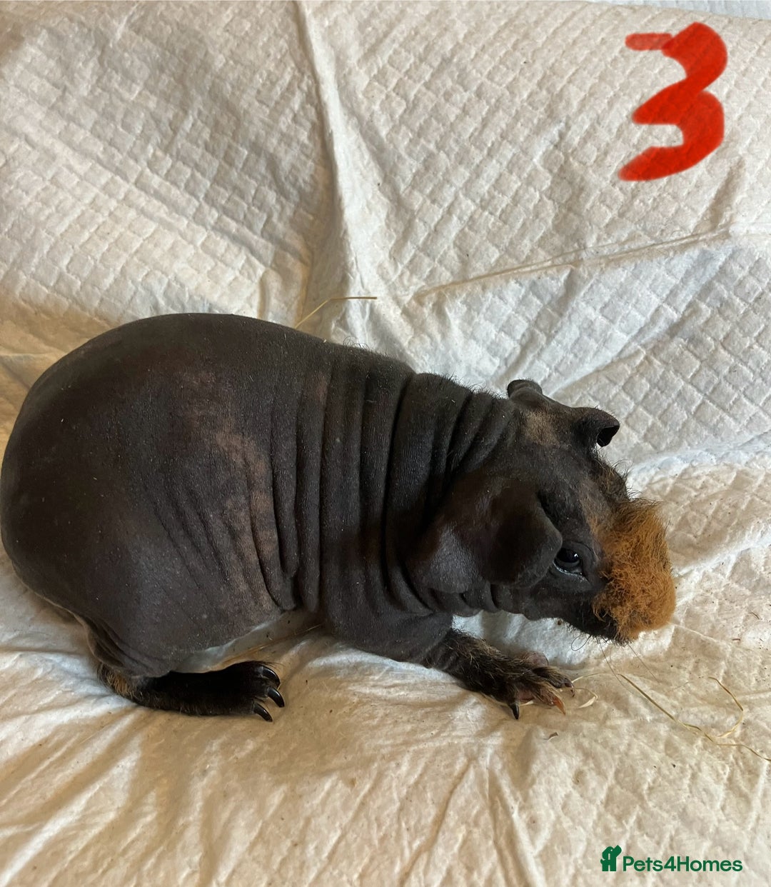 Guinea Pig rodents for sale: Skinny pig and smooth haired Guinea pigs - Image 4