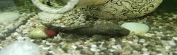 Bettas fish for sale: Fish tank with fish - Advert 3