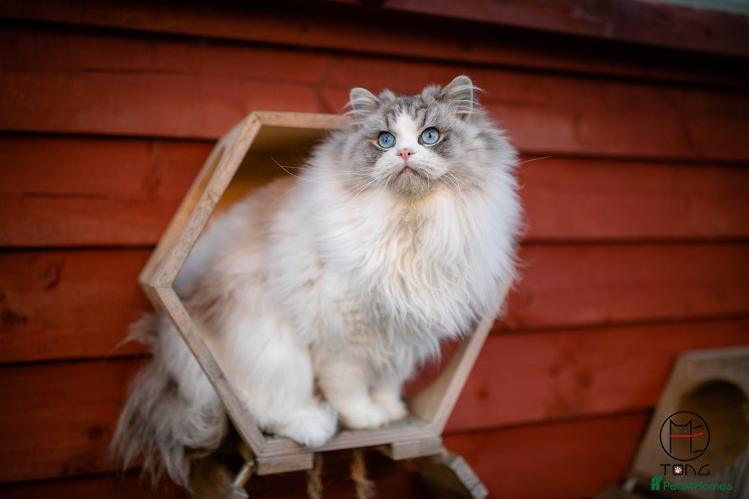 Ragdoll cats for sale: GCCF Sweet Ragdoll girl champion line - Image 3