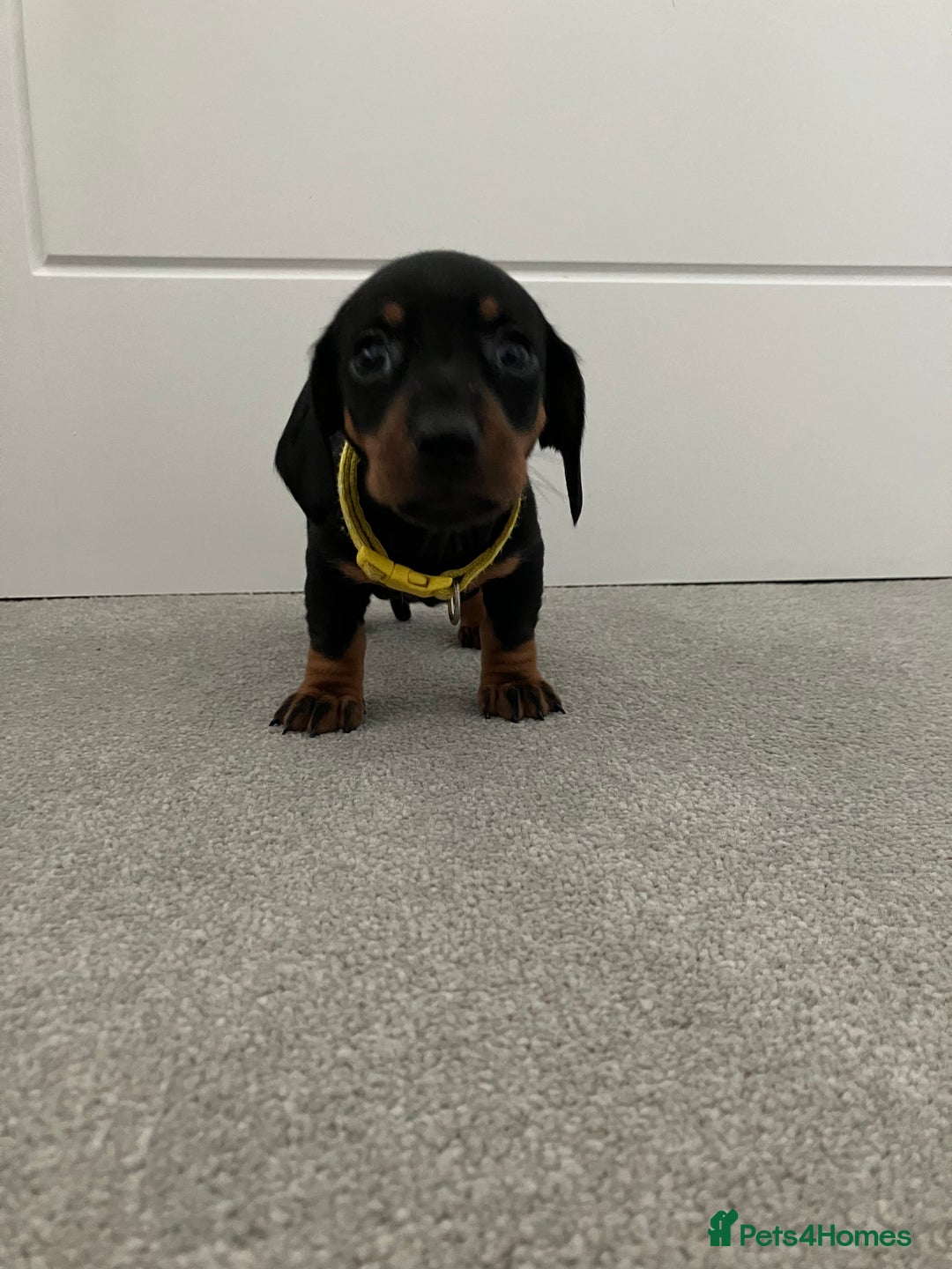 Dachshund dogs for sale: Dachshund pups black and tan - Advert 12