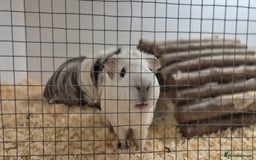 Guinea Pig rodents for sale: Bonded pair of boys - Image 6