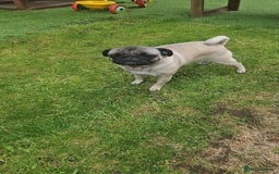 Pug dogs for sale: Adorable 4-Year-Old Pug Looking for a Loving Home - Image 3