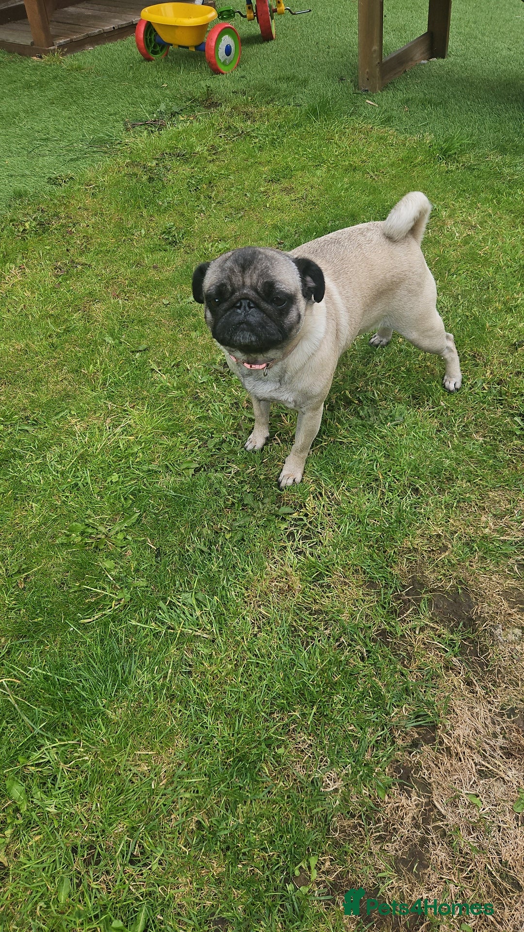 Pug dogs for sale: Adorable 4-Year-Old Pug Looking for a Loving Home - Image 3