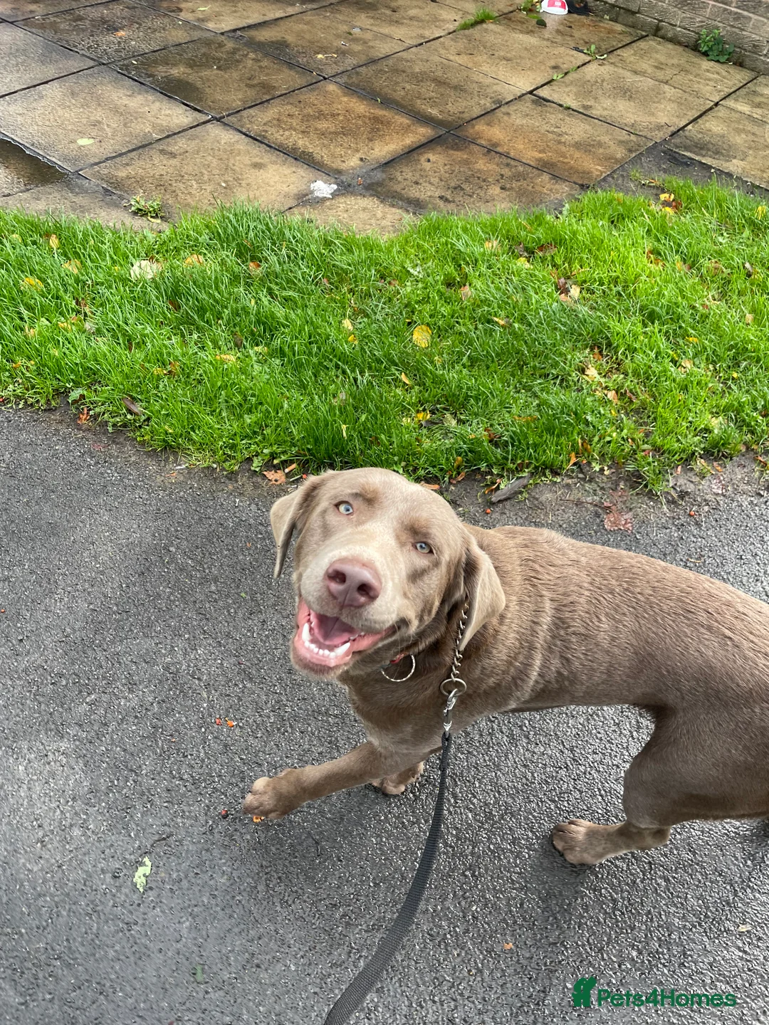 Labrador Retriever dogs for stud: Stud Silver Labrador - Advert 7