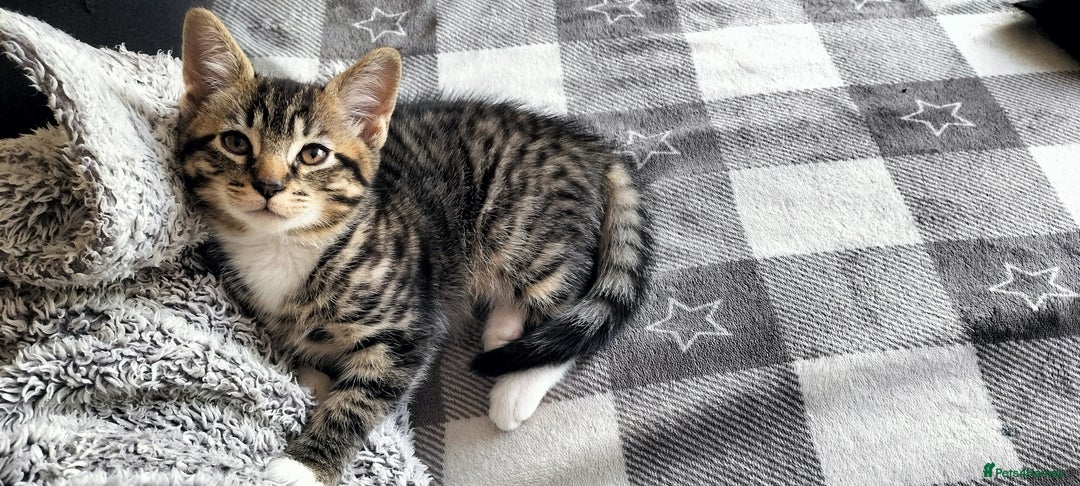 Gallery Image {{count}}