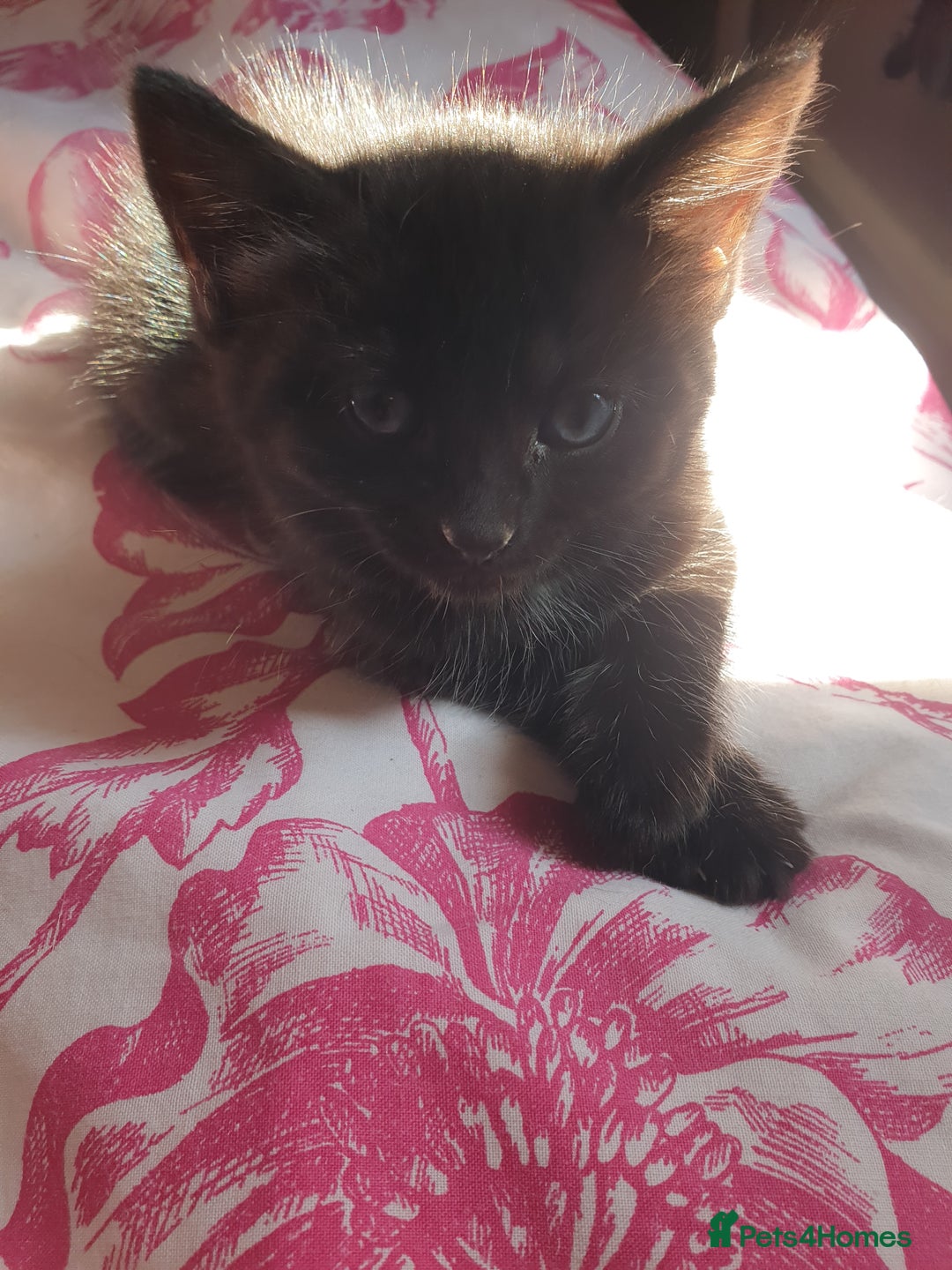 Domestic Shorthair cats for sale: Ghost tabby - Image 6