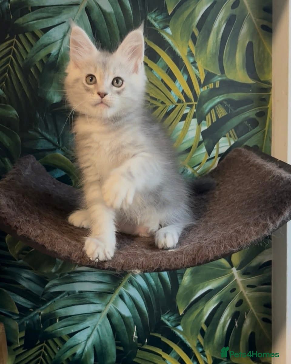 Maine Coon cats Tica registered Maine coons  - Advert 14