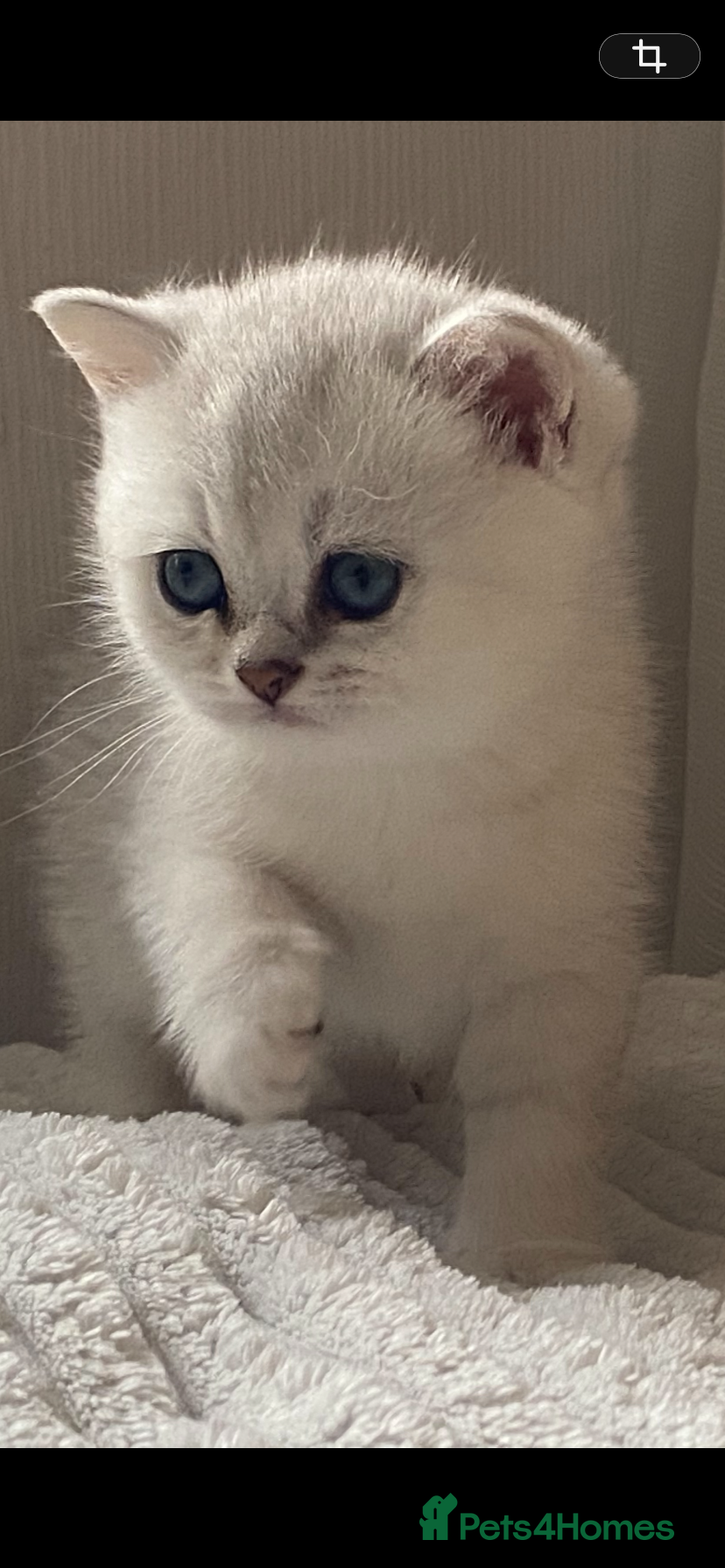 British Shorthair cats for sale: British Shorthair Golden & Silver Kittens  - Advert 4