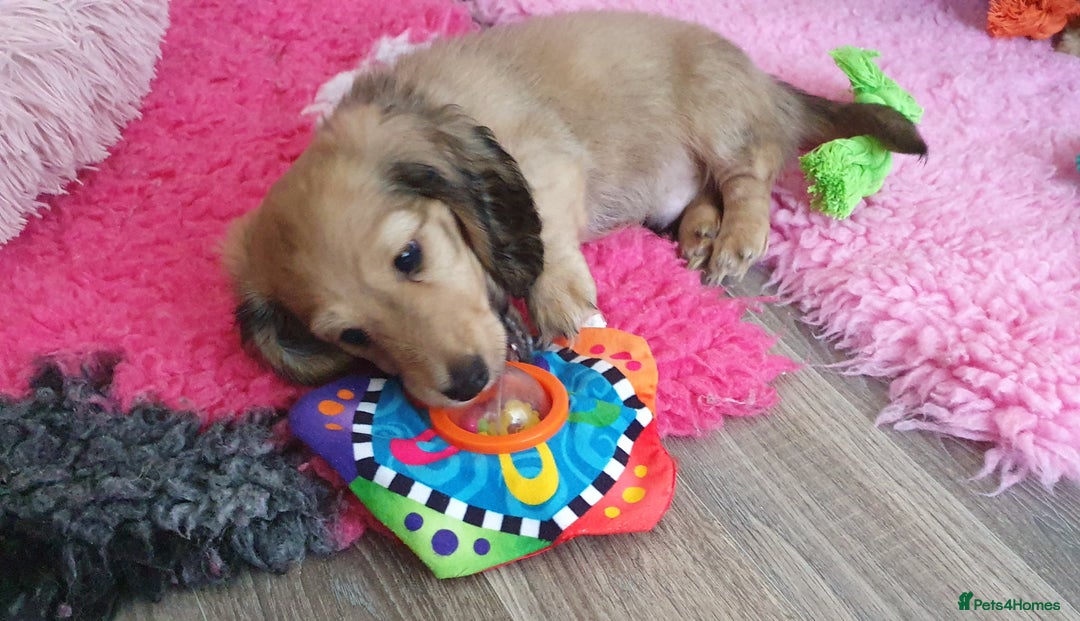 Miniature Dachshund dogs for sale: Beautiful long haired mini dachshunds - Advert 20