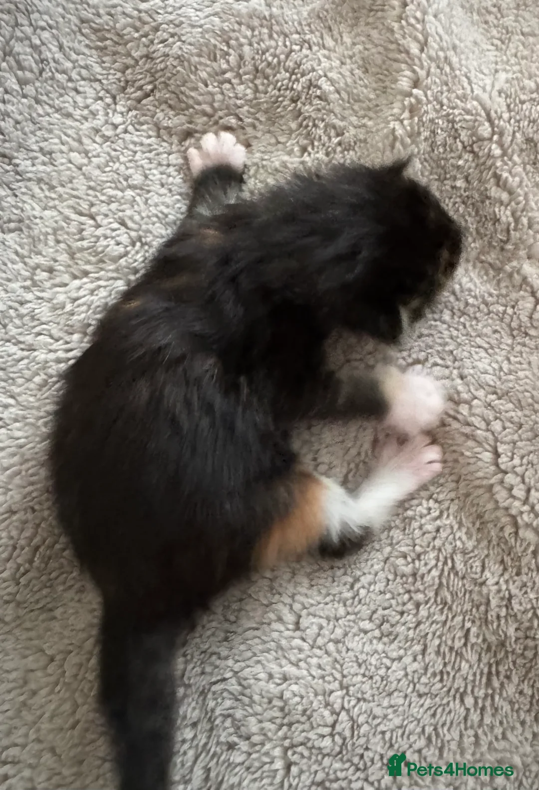 Maine Coon cats for sale: A stunning litter of Maine coon kittens  - Advert 13