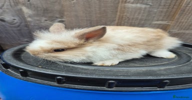 Lionhead rabbits - Advert 7
