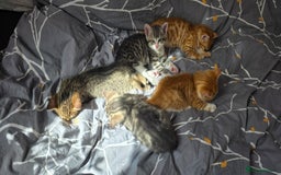 Mixed Breed cats for sale: Adorable Tabby Kittens 🐾 - Image 5