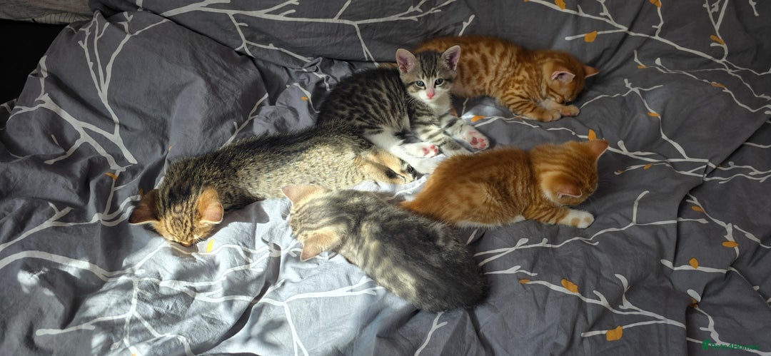 Mixed Breed cats for sale: Adorable Tabby Kittens 🐾 - Image 5