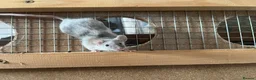 Mouse rodents for sale: Two adult female mice for rehoming - Advert 3