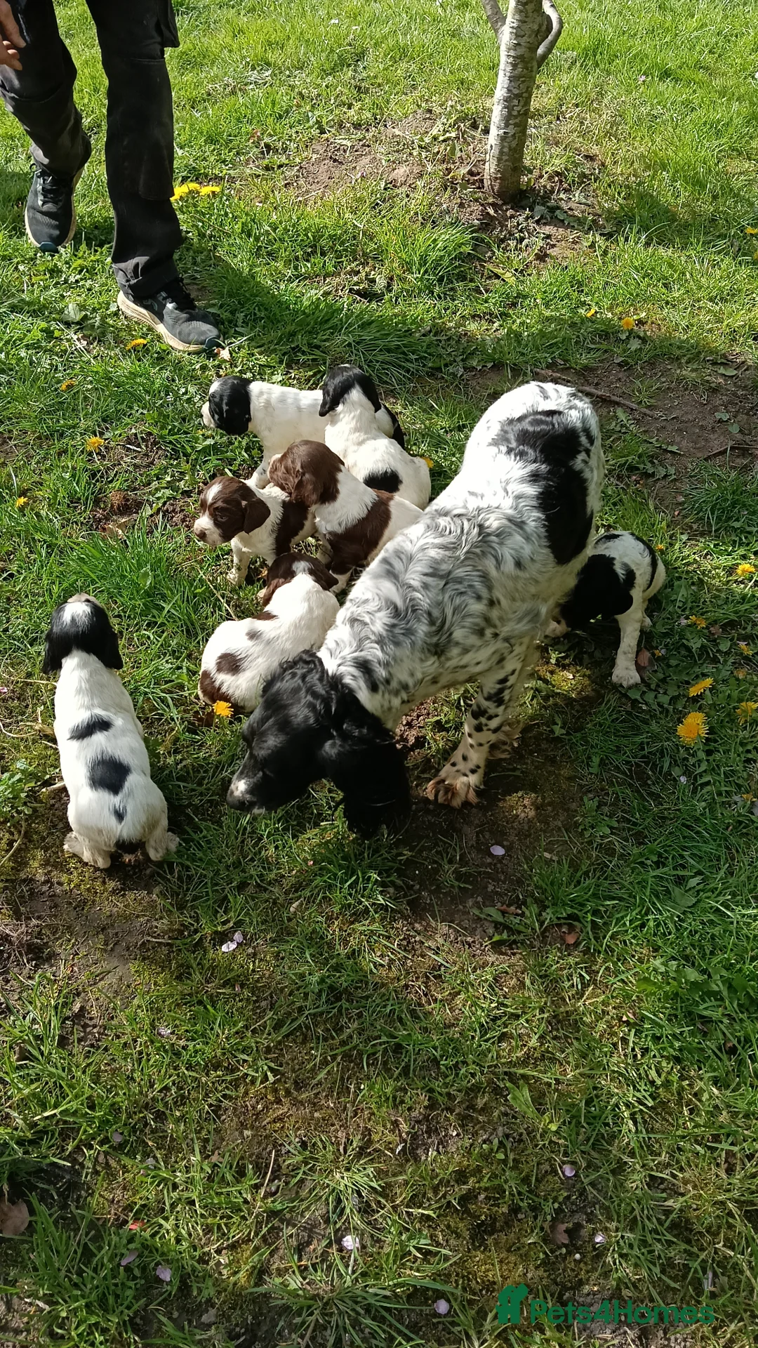 English Springer Spaniel dogs for sale: Outstanding KC Reg Springer Spaniel Puppies  - Advert 16