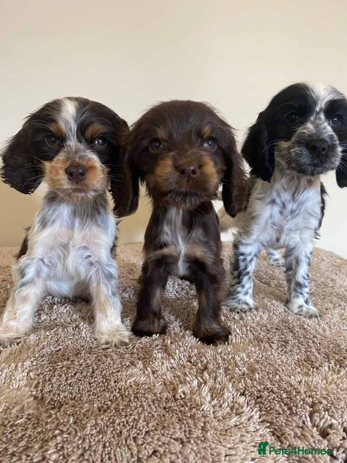 Cocker Spaniel dogs Kc registered show type spaniels  - Advert 1
