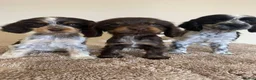 Cocker Spaniel dogs for sale: Kc registered show type spaniels  - Advert 2