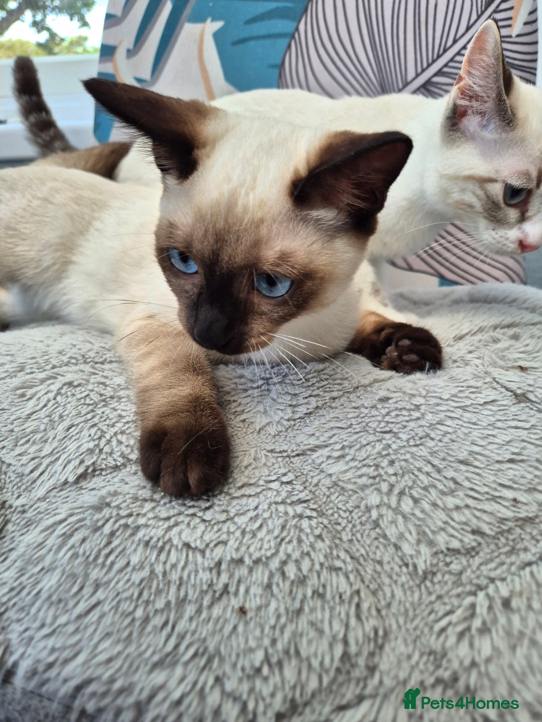 Snowshoe cats for sale:  pedigree Tica reg  snowshoes  READY NOW - Image 14