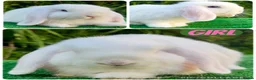 Mini Lop rabbits for sale: Baby mini lops ready now  - Advert 2