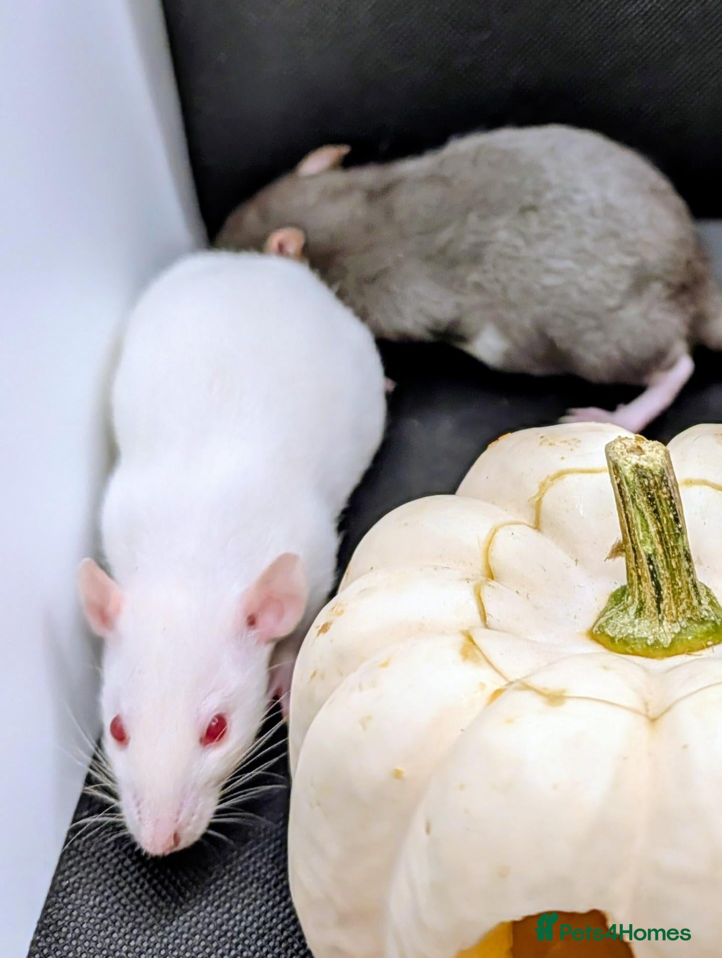 Rat rodents for sale: 4 female baby dumbo rats available  - Advert 2