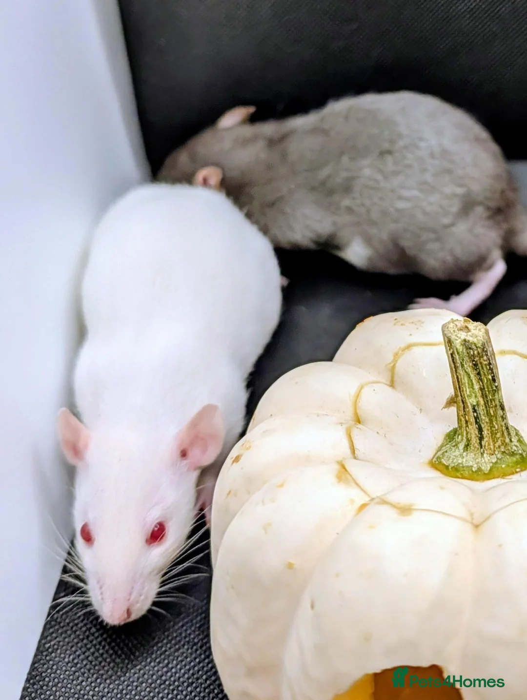 Rat rodents for sale: 4 female baby dumbo rats available  - Advert 2