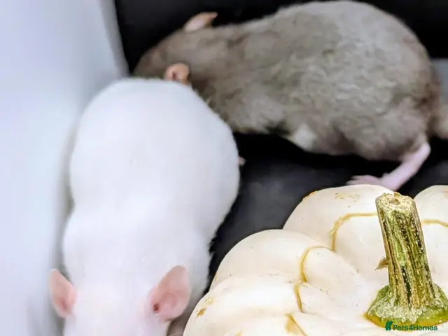 Rat rodents for sale: 4 female baby dumbo rats available - Advert 2
