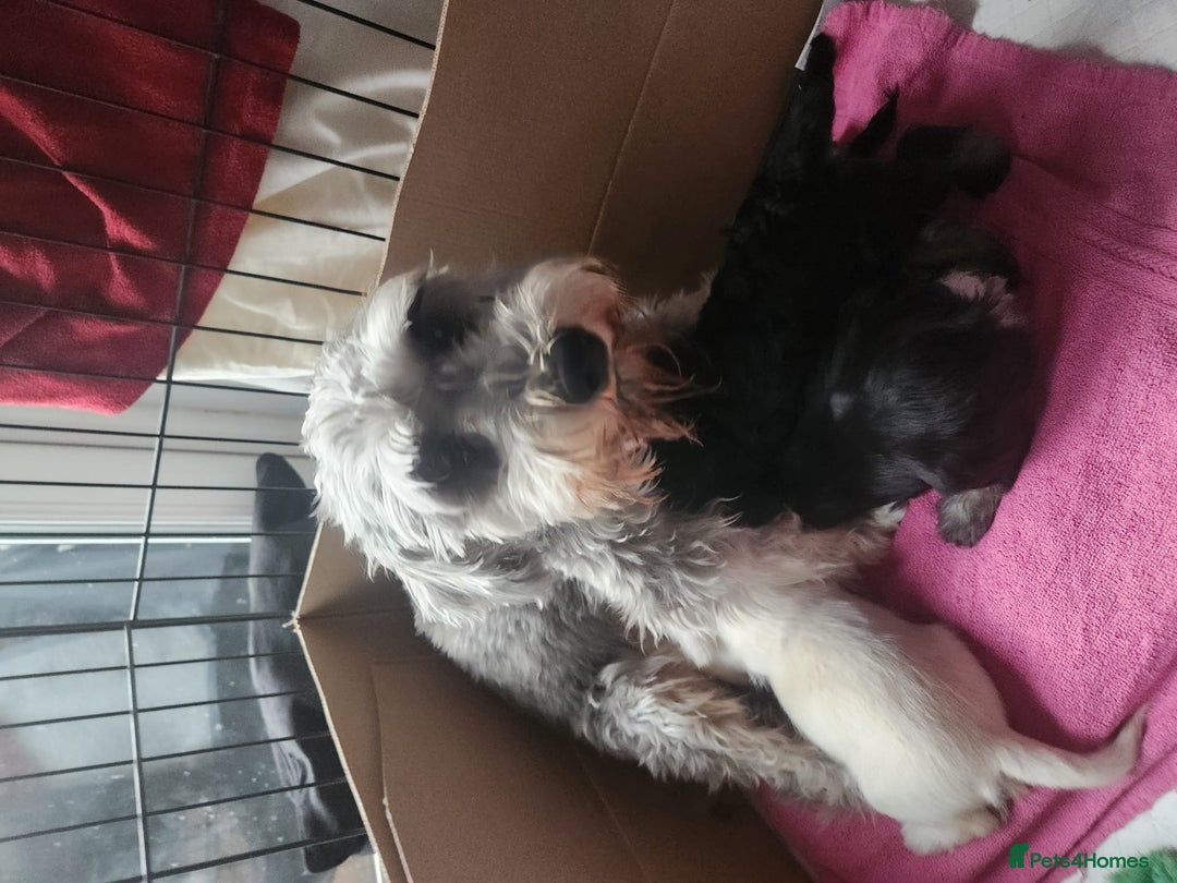 Miniature Schnauzer dogs for sale: 6week old miniature schnauzers - Image 1