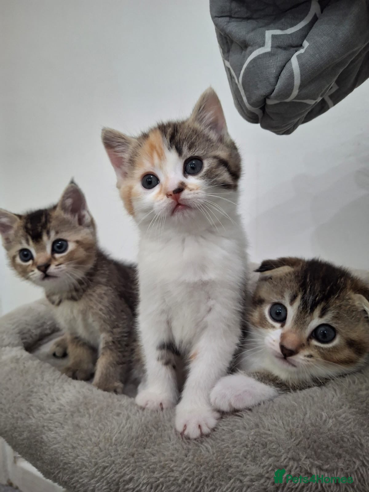 Scottish Fold cats Scottish fold - Advert 1