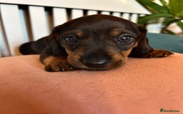 Miniature Dachshund dogs for sale: *2 Boys Remaining* Stunning Mini Dachshunds  - Image 2