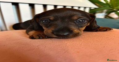 Miniature Dachshund dogs - Advert 7