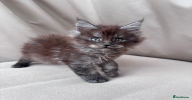 Maine Coon cats - Advert 16