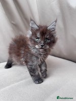 Maine Coon cats - Advert 16