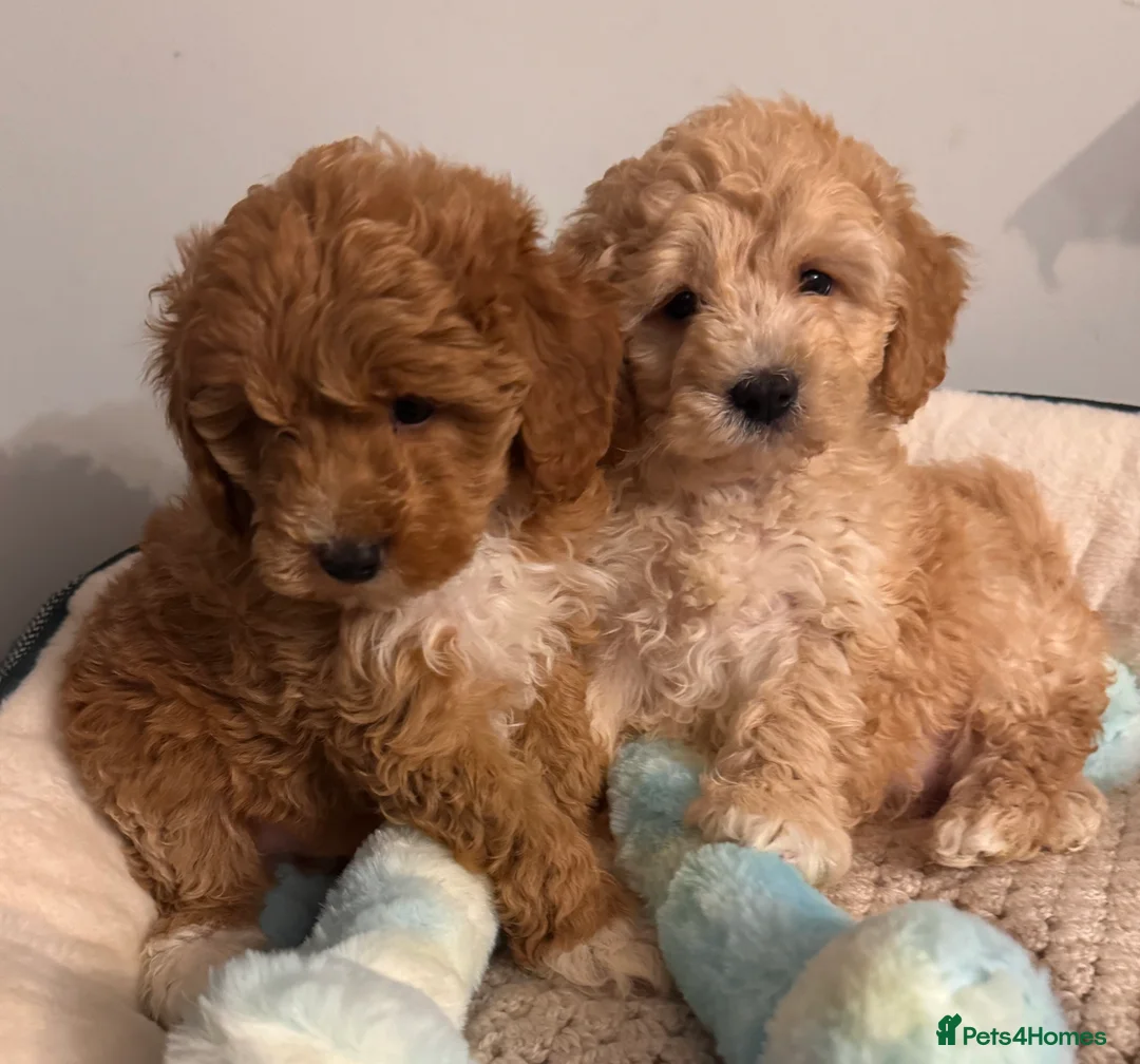 Cavapoo dogs for sale: QUALITY TOY CAVAPOO PUPPIES  - Advert 1