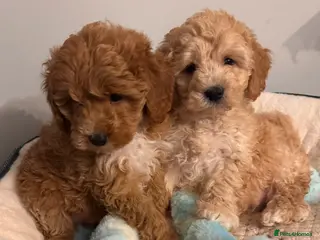 Cavapoo dogs QUALITY TOY CAVAPOO PUPPIES - Advert 10