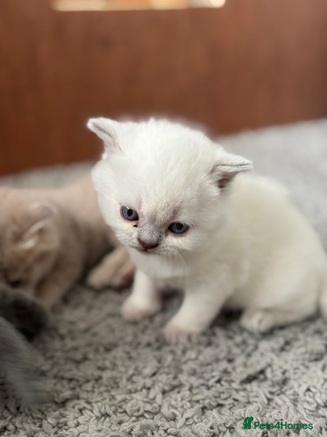 British Shorthair cats for sale: Beautiful British short hairs  - Image 10