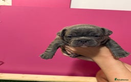 French Bulldog dogs for sale: French Bulldog Puppies – Ready 1st December! 💙 🐾 - Image 6
