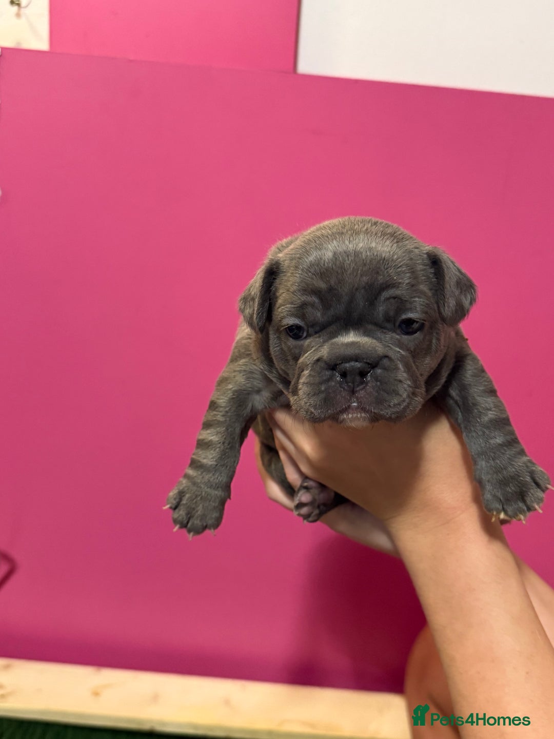 French Bulldog dogs for sale: French Bulldog Puppies – Ready 1st December! 💙 🐾 - Image 6